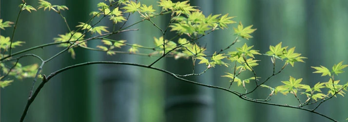 Chiropractic Evergreen CO Wellness Tree Branch